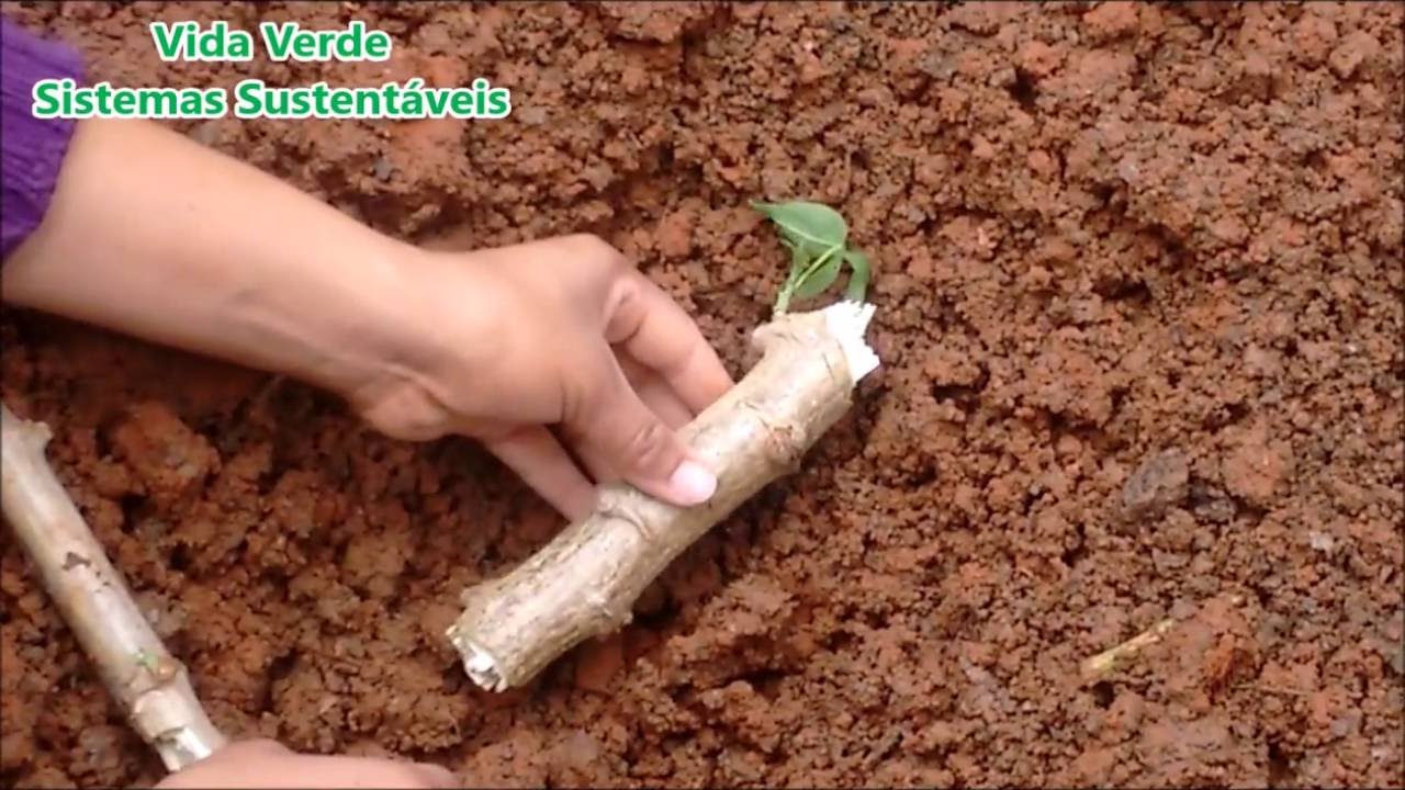 como plantar mandioca (aipim/macaxeira)