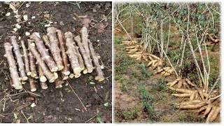 como plantar mandioca (aipim/macaxeira)