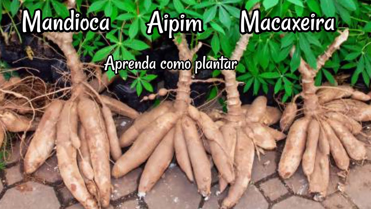 como plantar mandioca (aipim/macaxeira)