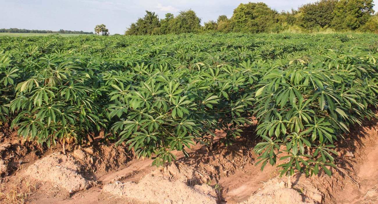 como plantar mandioca (aipim/macaxeira)