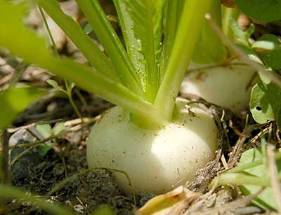As Melhores Variedades de Nabo para sua Horta