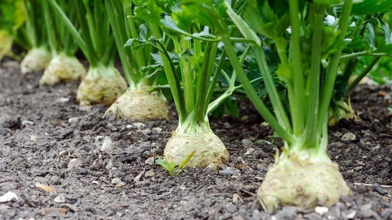 Problemas Comuns no Plantio de Nabo e Como Resolvê-los