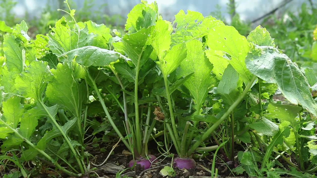 Receitas Deliciosas com Nabo Fresco da Horta