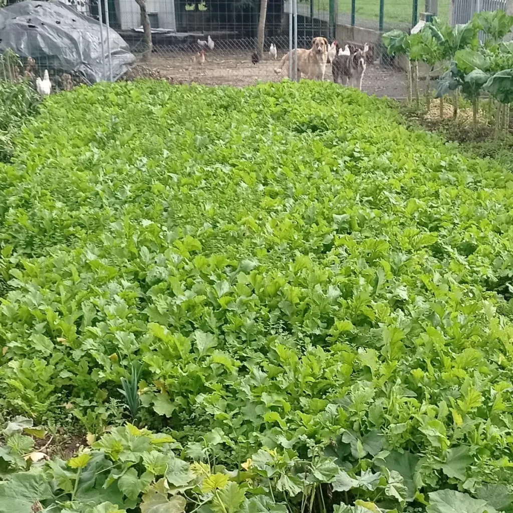 Dicas Essenciais para o Cultivo Orgânico de Nabo
