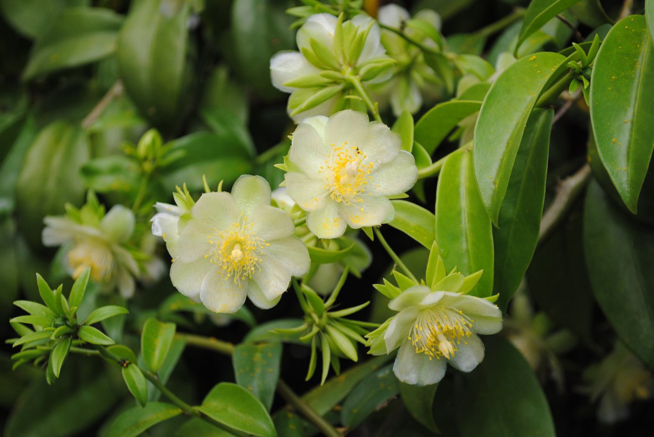 Benefícios nutricionais do ora-pro-nóbis
