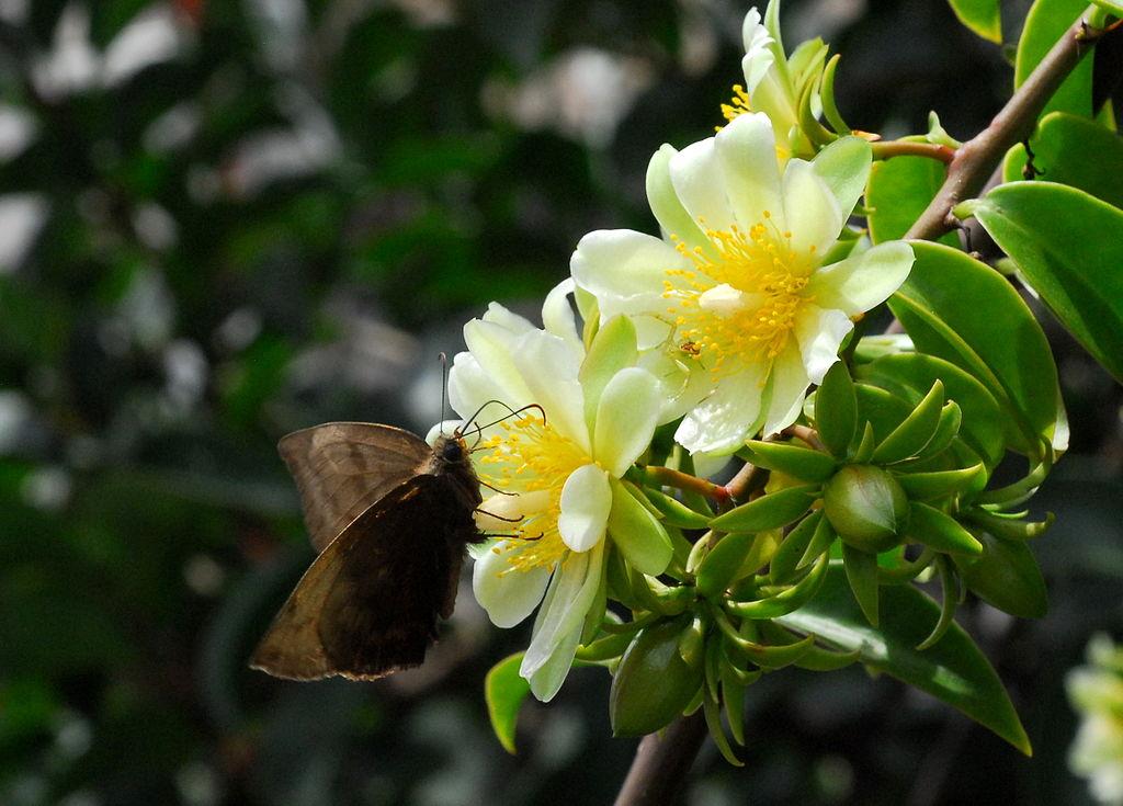 Como combater pragas no ora-pro-nóbis