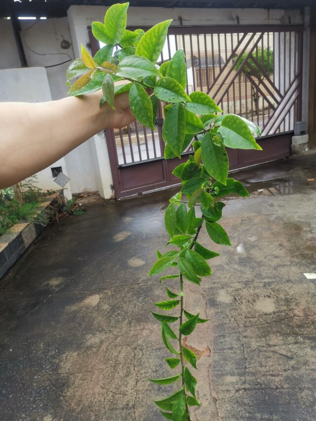 Benefícios nutricionais do ora-pro-nóbis