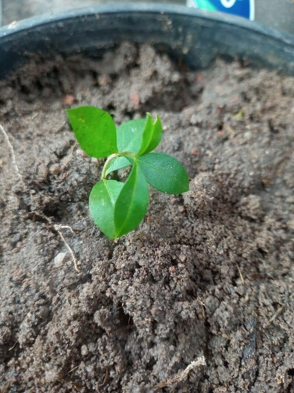 como plantar semente de cereja