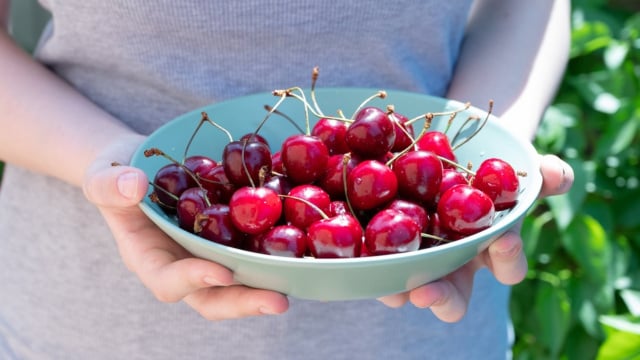 como plantar semente de cereja