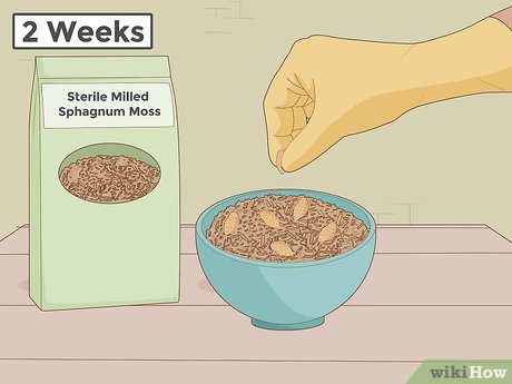 5 ideias de títulos:
1. Guia Completo: Como Plantar Cerejas do Caroço Passo a Passo
2. Estratificação para Sementes de Cereja: O Segredo para a Germinação
3. Paciência e Técnica: O Que Esperar ao Cultivar Cerejas em Casa
4. Cerejeiras Nativas vs. Europeias: Qual a Melhor para o Seu Clima?
5. Da Semente à Fruta: Desafios e Recompensas de Cultivar Cerejas