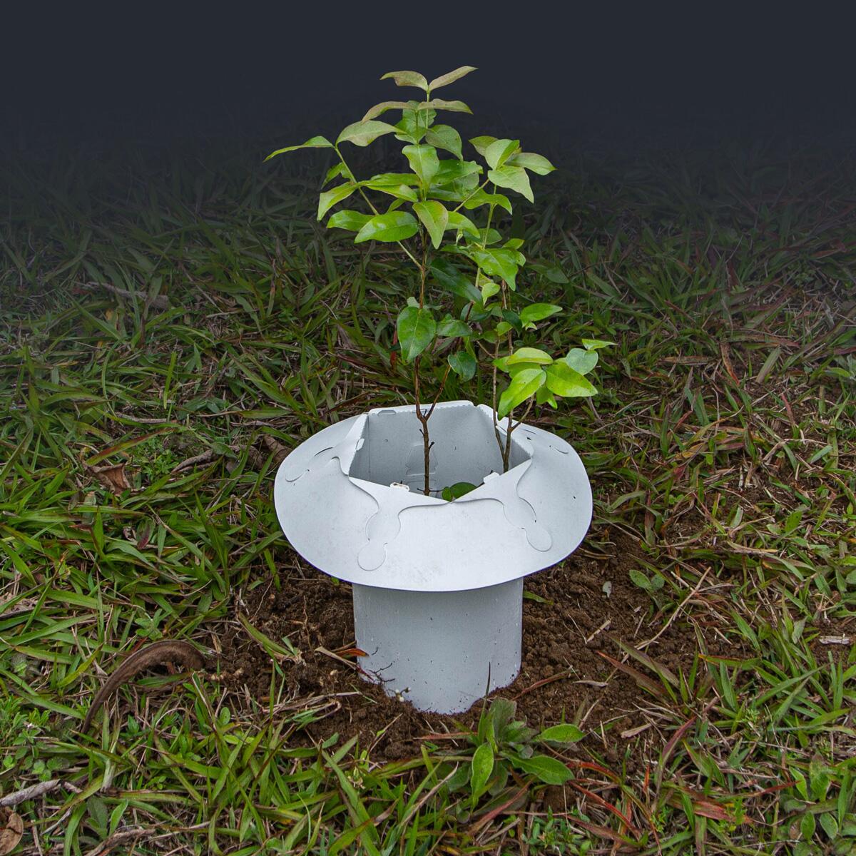 como proteger o pomar de formigas