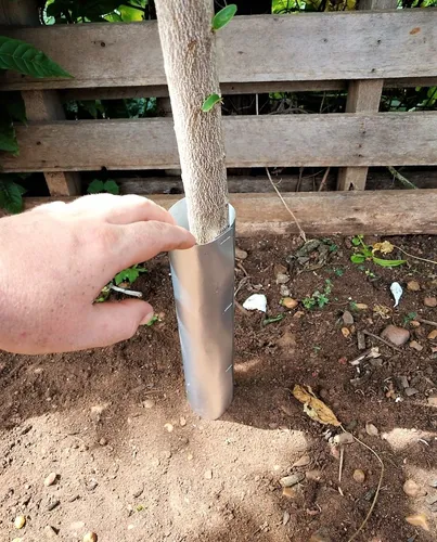 Guia Completo: Como Fazer Barreiras Físicas Anti-Formigas no Seu Pomar