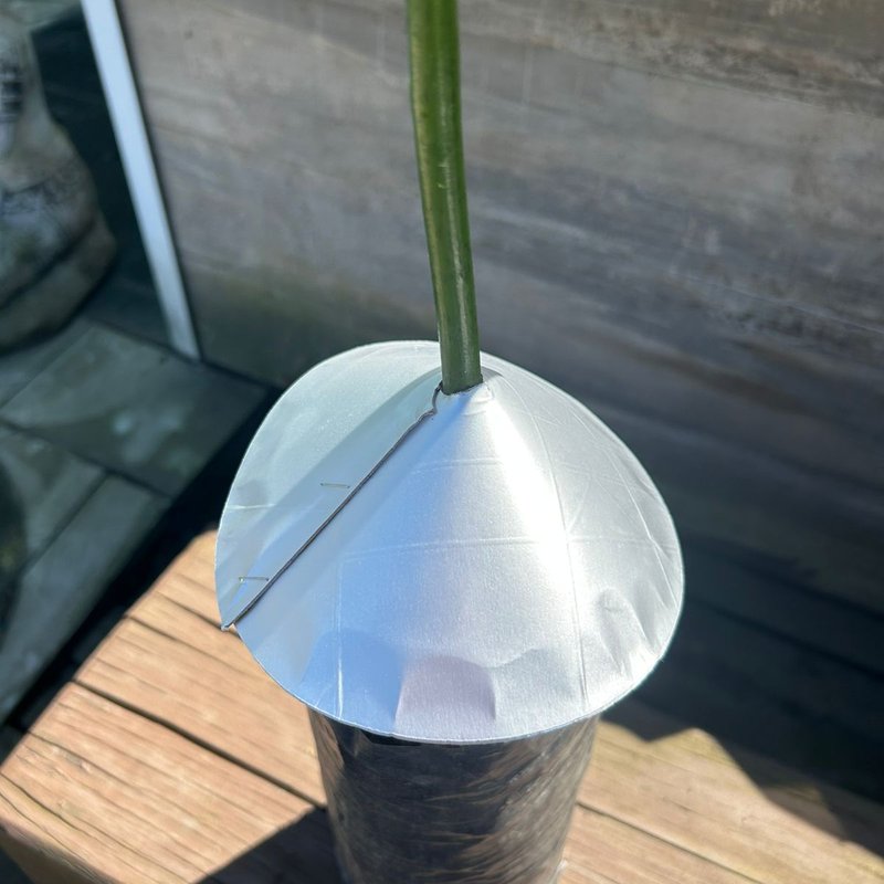 Receitas Caseiras de Repelentes Naturais para Formigas em Árvores Frutíferas