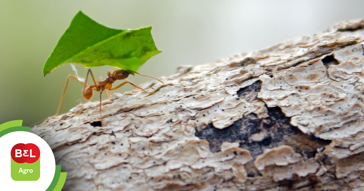 Guia Completo: Como Fazer Barreiras Físicas Anti-Formigas no Seu Pomar