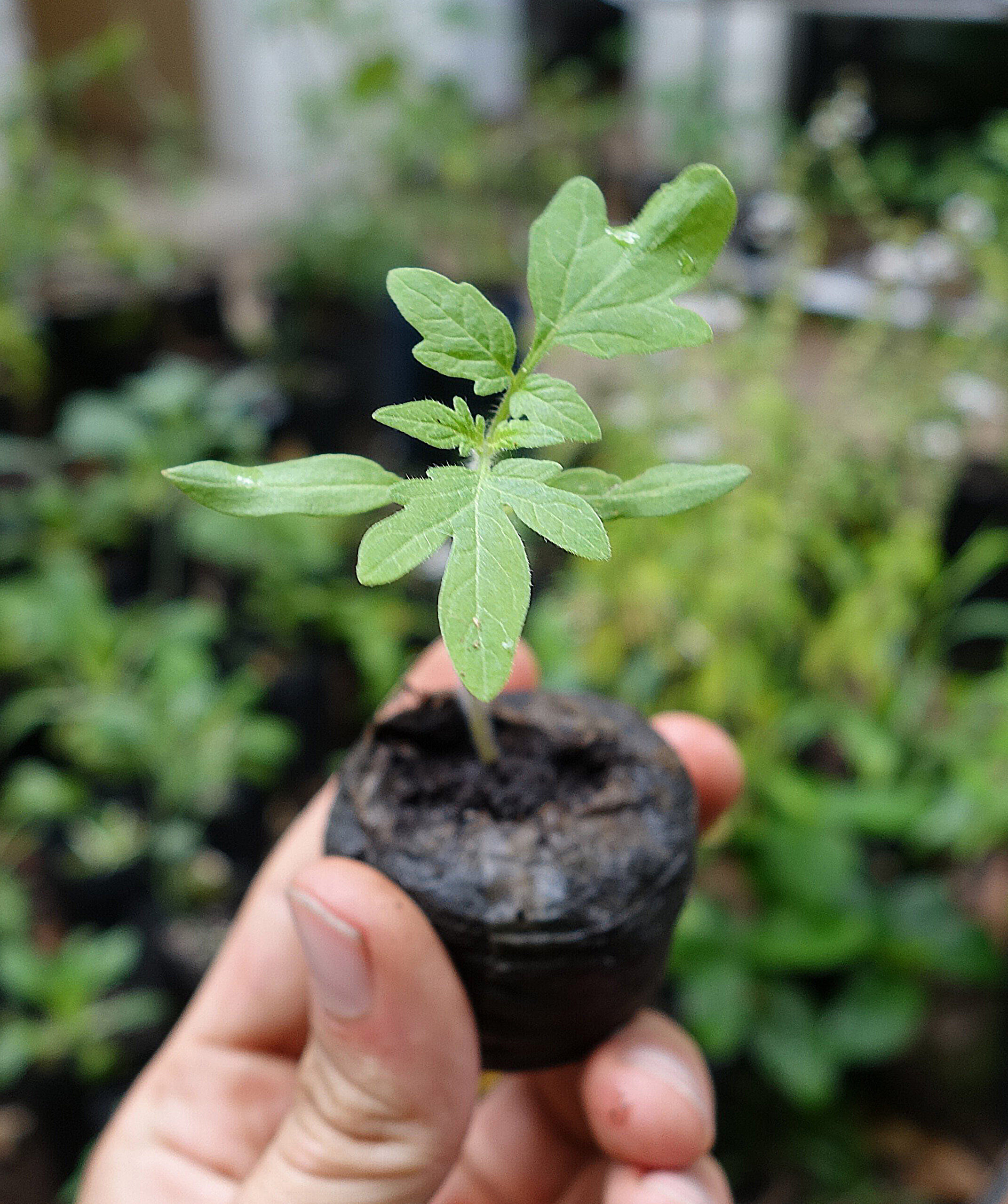 como transplantar mudas sem estresse