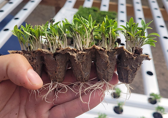 Guia Completo de Substratos para Cada Tipo de Muda