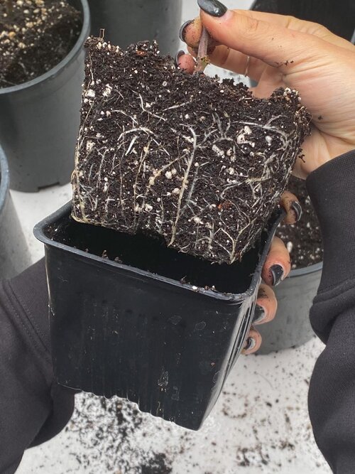 Guia Completo de Substratos para Cada Tipo de Muda