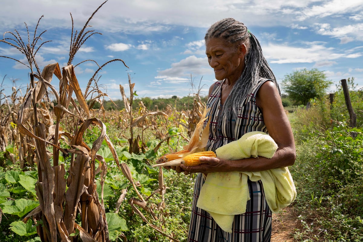 comunidades quilombolas e a agricultura