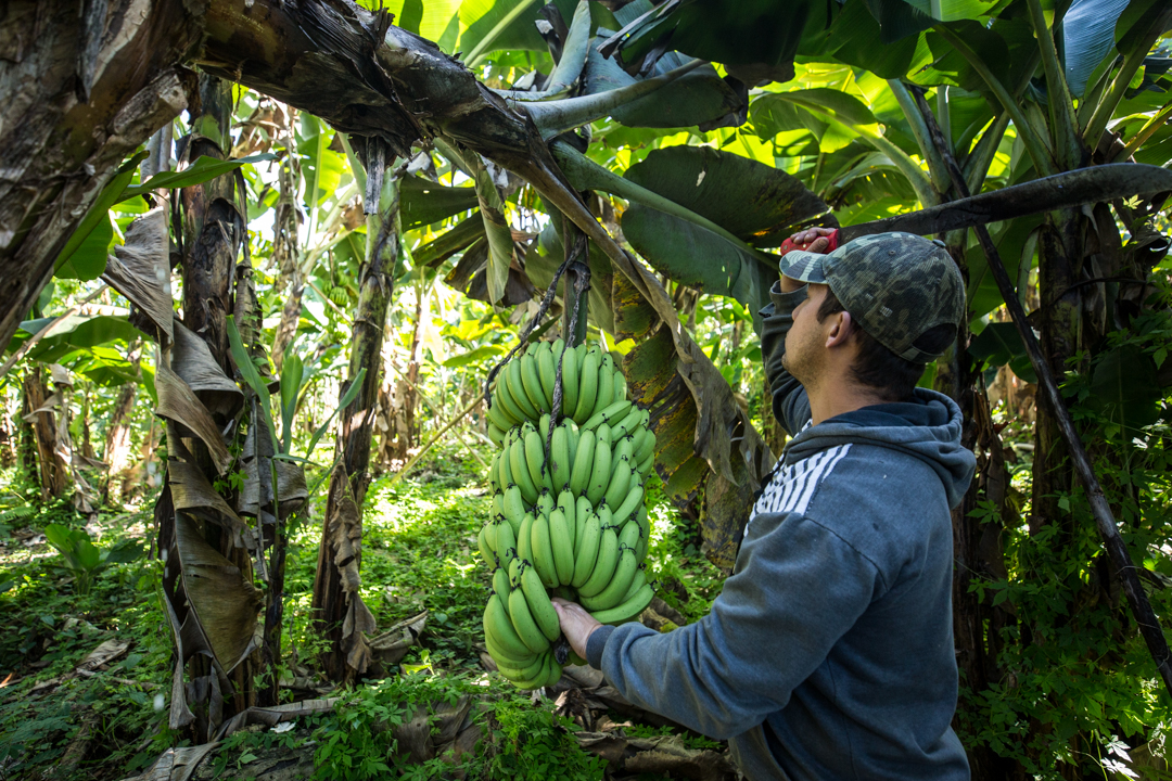 O papel do trabalho coletivo na produção agrícola quilombola