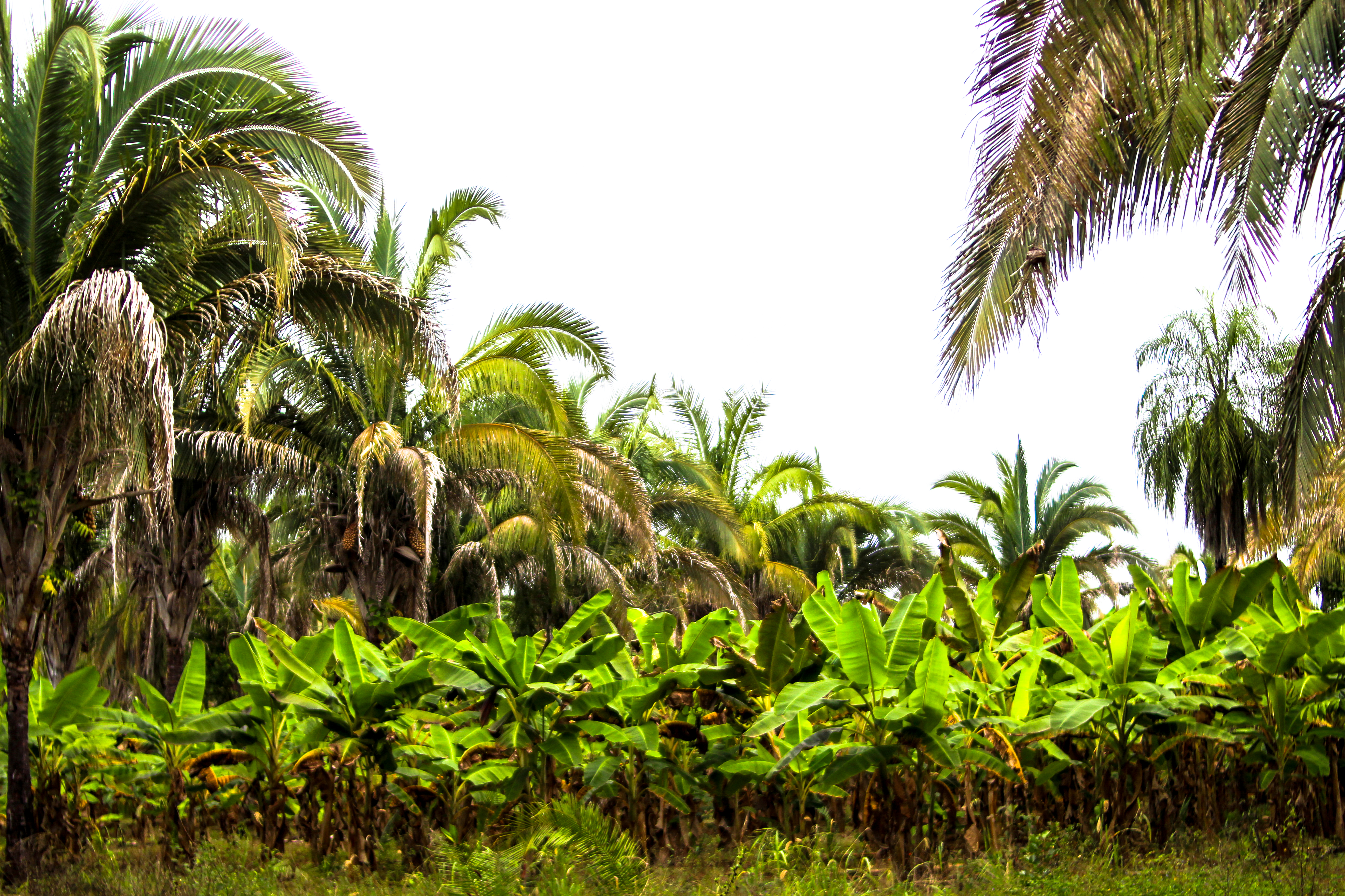 Como a coivara contribui para a biodiversidade