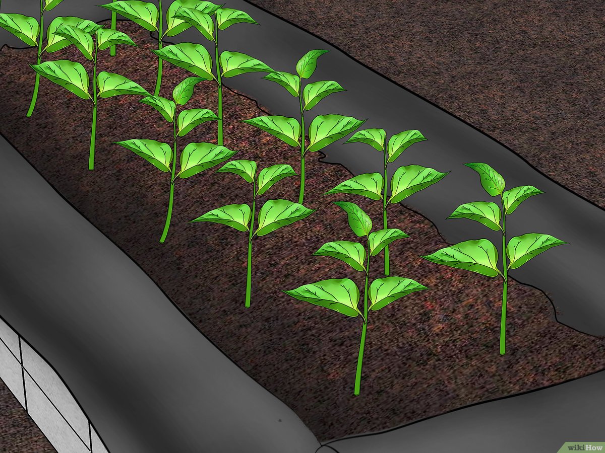 A Importância da Ergonomia na Altura dos Canteiros Elevados