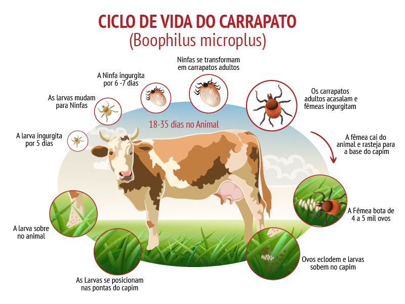 controle de carrapatos em bovinos