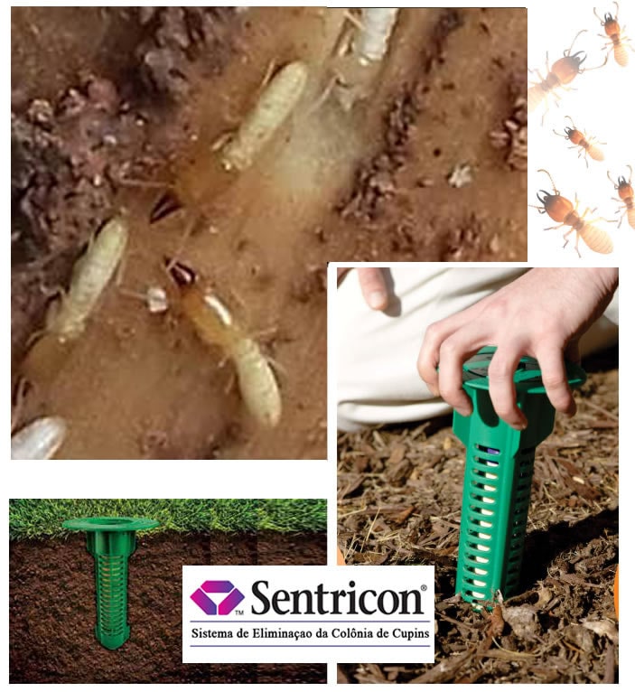 controle de cupins de solo