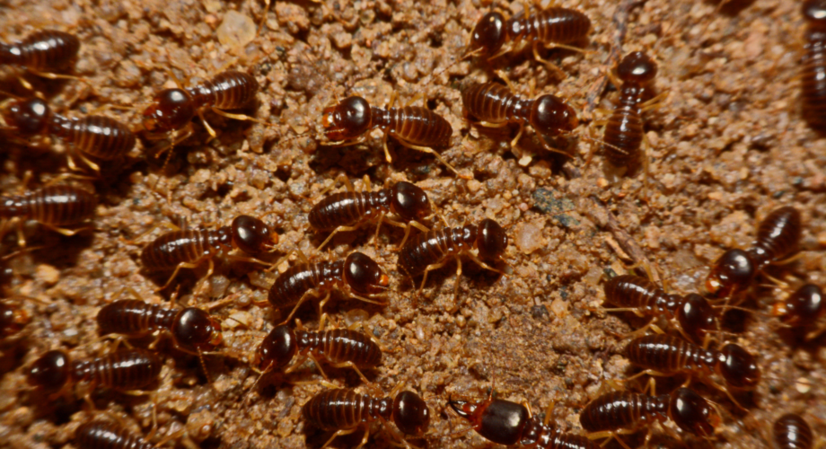 5 Sinais de Infestação de Cupim de Solo e Como Agir