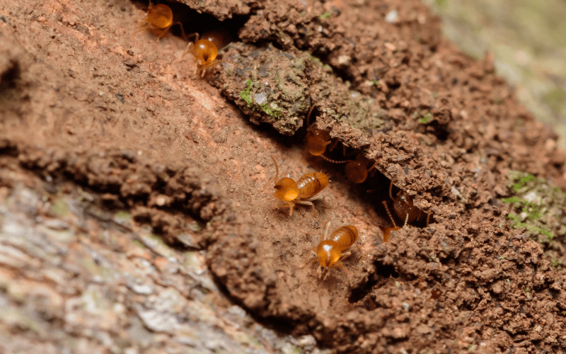 Descupinização Profissional: Vale a Pena o Investimento?