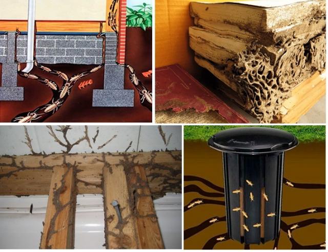 Receitas Caseiras Contra Cupins: Mitos e Verdades