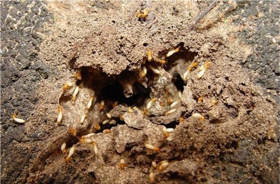 controle de cupins de solo