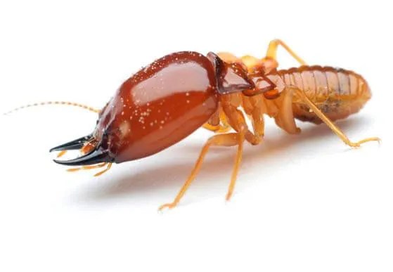 Descupinização Profissional: Vale a Pena o Investimento?