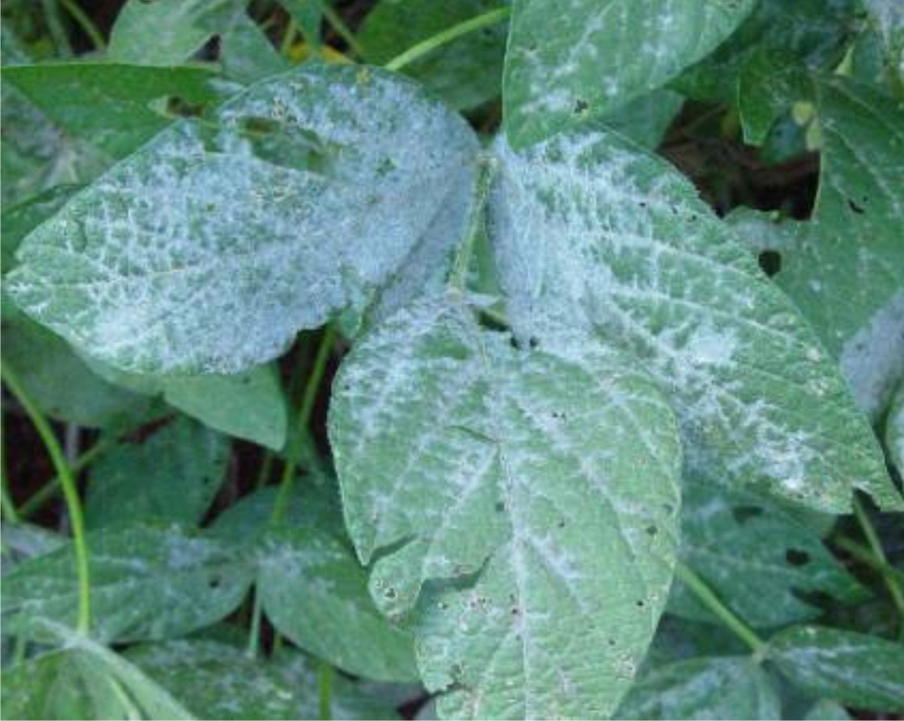 controle de oídio e míldio com leite