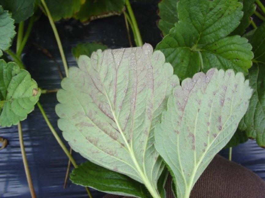 controle de oídio e míldio com leite