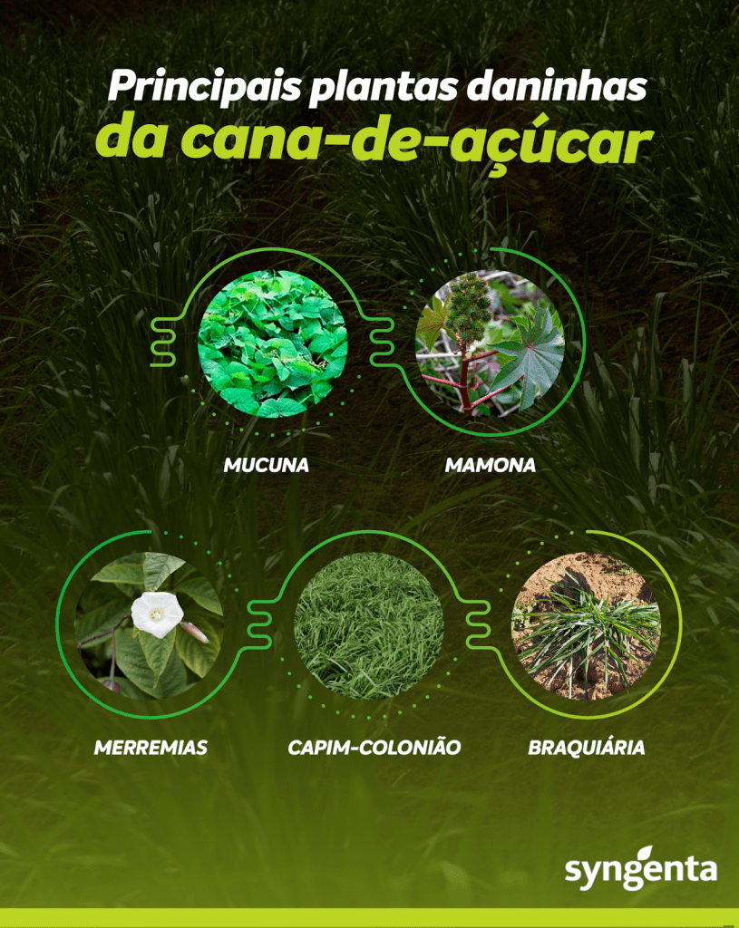 Como a matocompetição afeta a produtividade da cana-de-açúcar