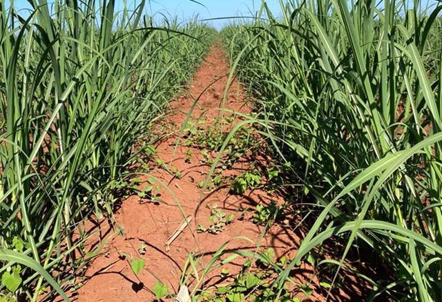 Guia completo de herbicidas pré-emergentes para cana: Falcon vs Alion