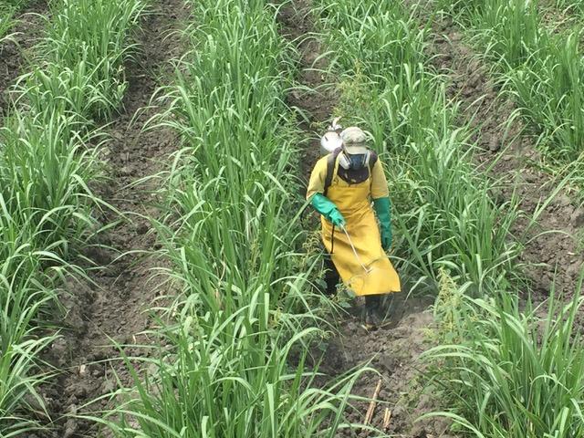 O papel da tecnologia (drones) no manejo de daninhas em canaviais