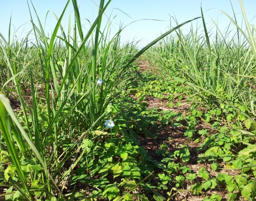 Controle cultural e mecânico de plantas daninhas na cana: Alternativas sustentáveis