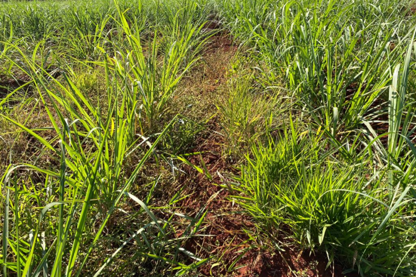 controle de plantas daninhas na cana