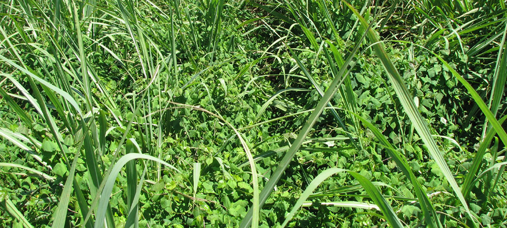 Como a matocompetição afeta a produtividade da cana-de-açúcar