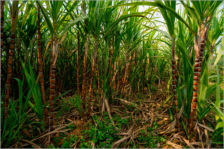 O papel da tecnologia (drones) no manejo de daninhas em canaviais