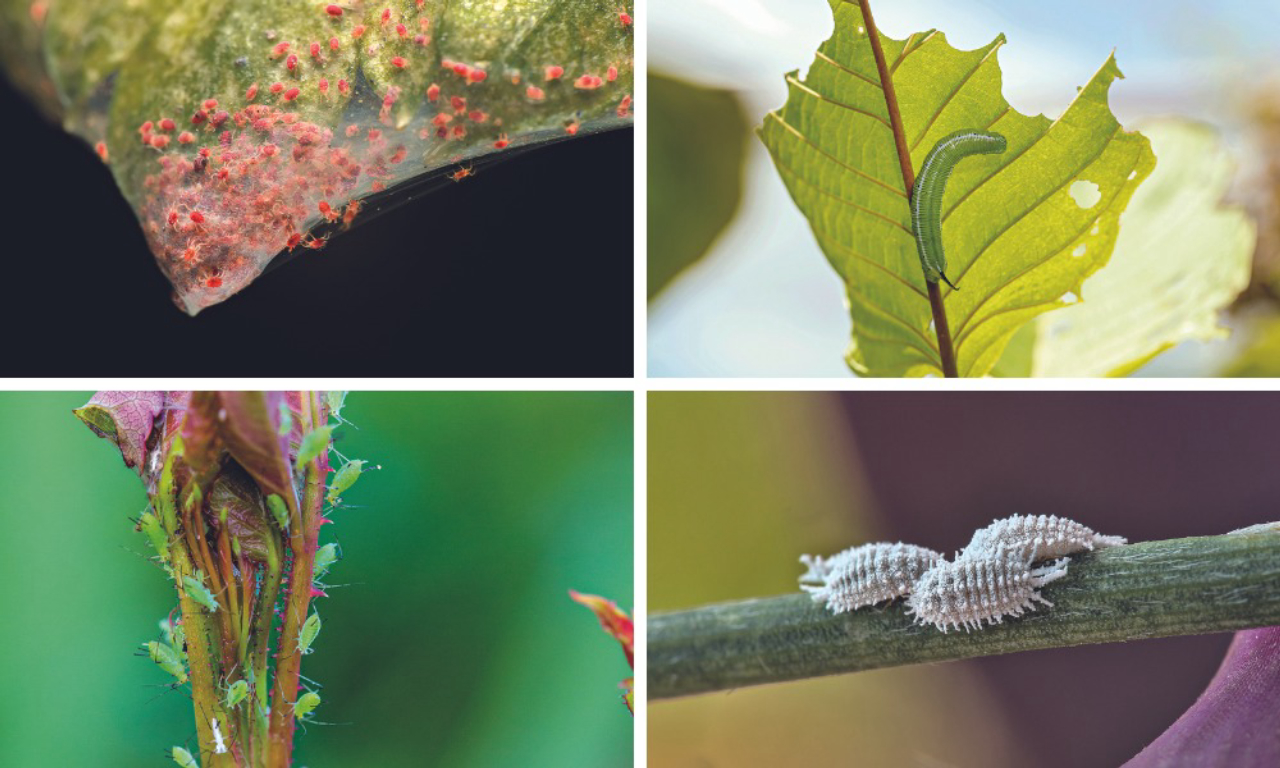 controle de pragas em plantas de interior