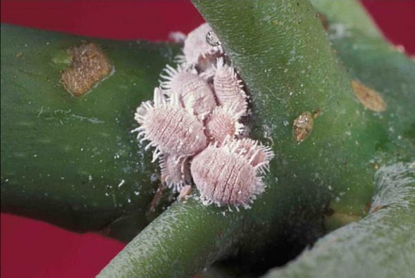 Álcool Isopropílico em Plantas: Guia de Aplicação Segura e Eficaz