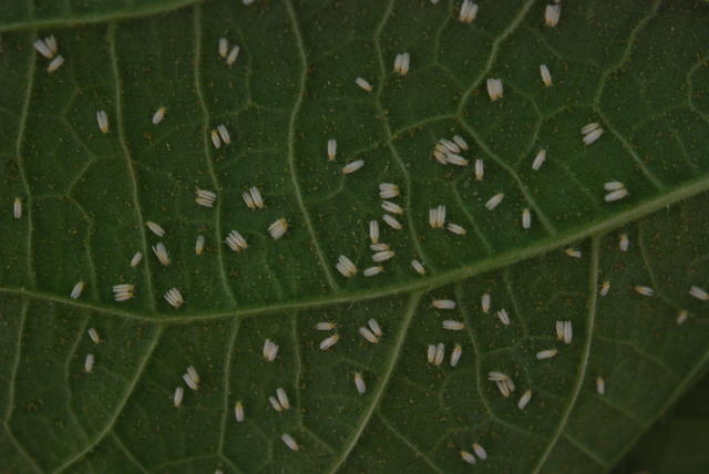 Receitas Caseiras Infalíveis para Acabar com Pulgões em Plantas