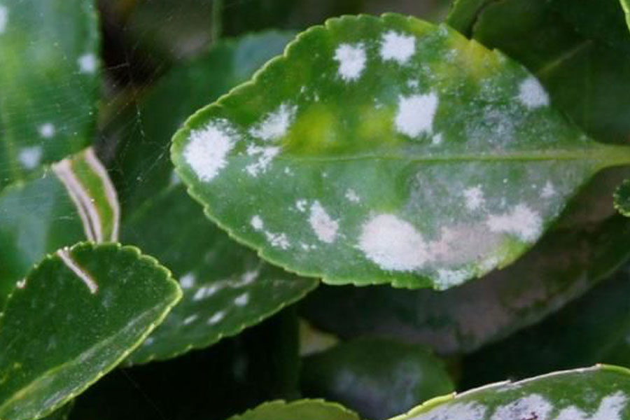 Manejo Integrado de Pragas: Prevenção e Tratamento para um Jardim Saudável