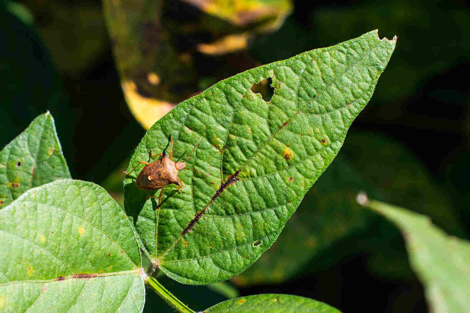 controle de pragas em plantas de interior