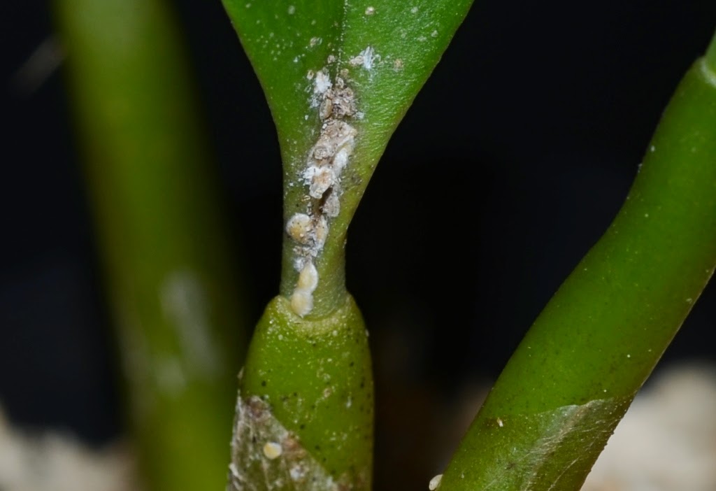 Guia Completo: Como Usar Óleo de Neem em Suas Plantas de Interior