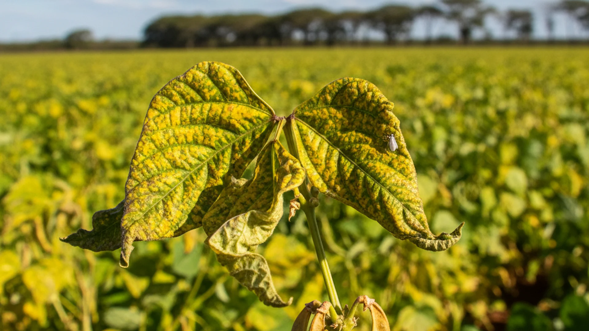 Guia completo de variedades de feijão resistentes ao mosaico dourado