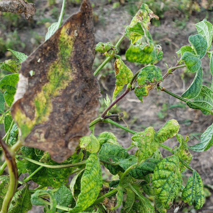 Os melhores inseticidas para o manejo da mosca-branca no feijão
