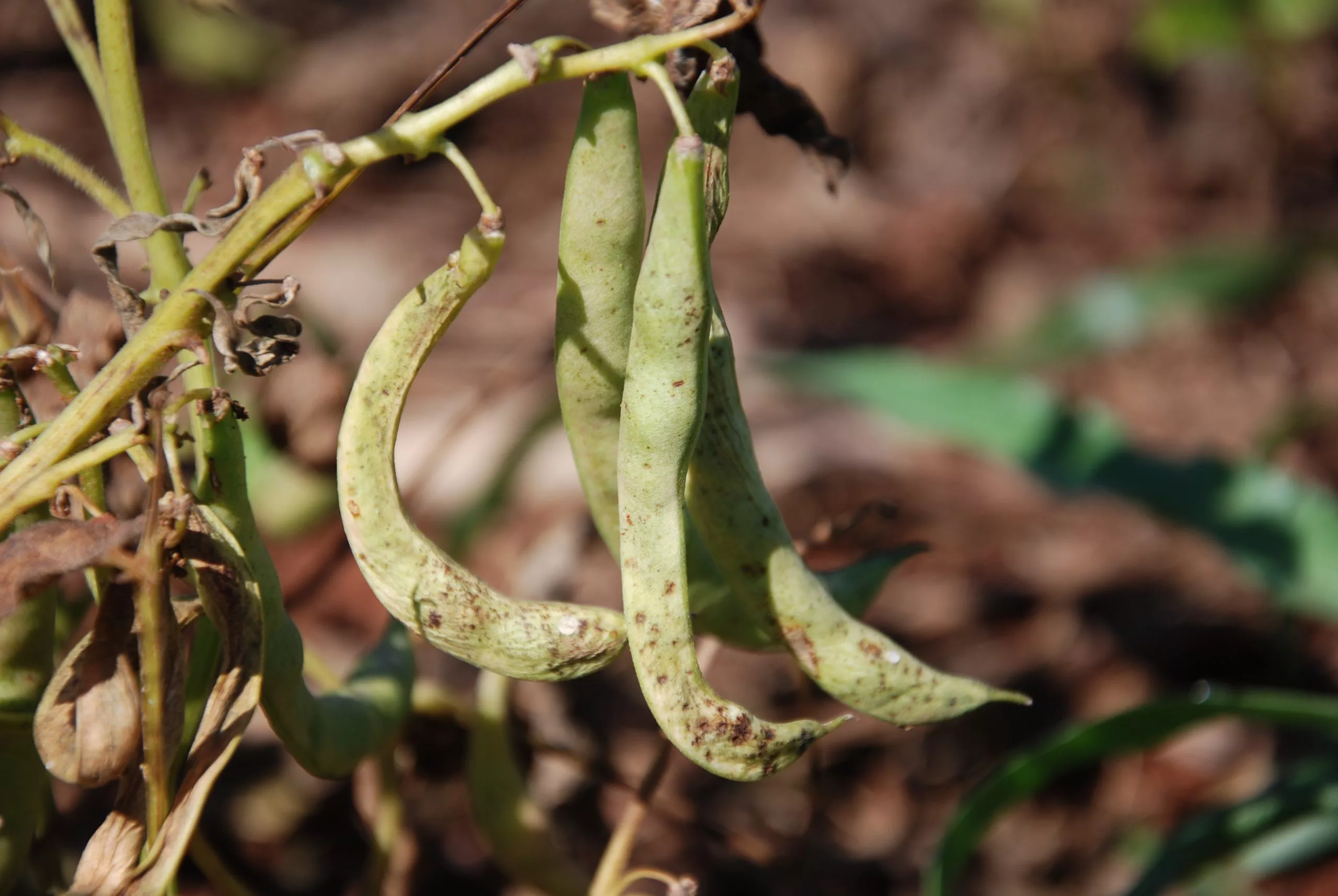 Mosaico dourado do feijão: entenda a doença e suas consequências